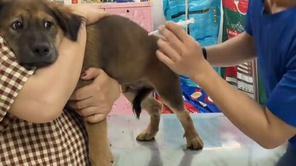 Để chú cún quên đi việc tiêm, anh bác sĩ thú y tung ra tám trăm động tác giả trong một phút...