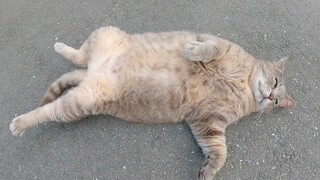 当人触摸他的肚子时，一只肥大的灰猫会高兴