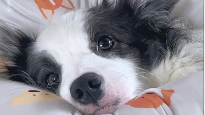 Kerinduan si anak anjing benar-benar jadi nyata!