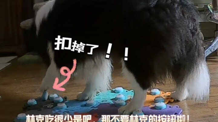 Major crisis! The puppy says it hates mom and even presses the button!