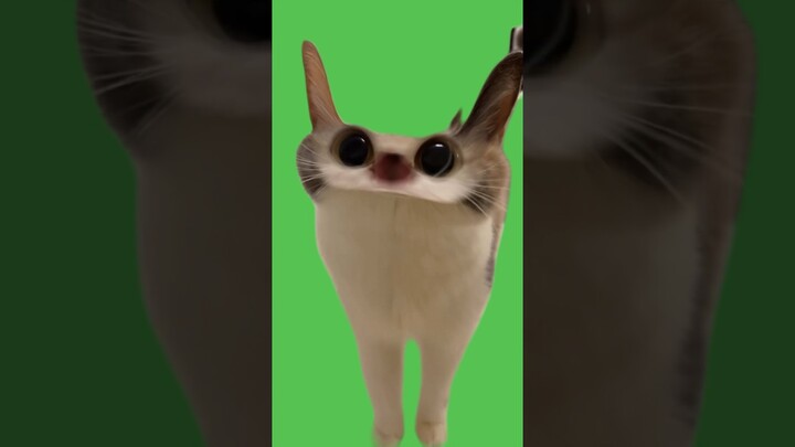 Cat Meow Meme | Green Screen #catmeow #catmeme #greenscreen #greenscreenmemes #catmeawmeme