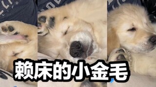 الجرو الذهبي الصغير: أبي، أنا لست بحاجة للذهاب إلى العمل، دعني أواصل النوم قليلًا فقط~