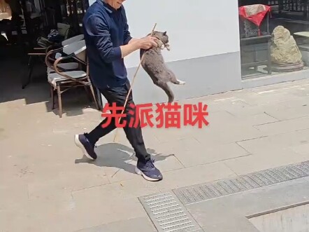 Dad sent his team to catch mice…