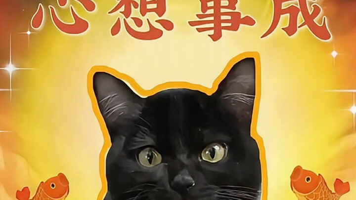Kucing keberuntungan dengan nasib mujur bawaan