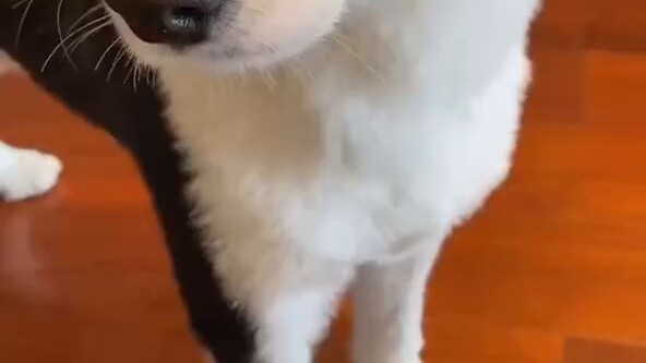 Who initiated this poking dog challenge? If you have a conscience, come to the hospital and see me.