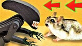 [4K]hamster vũ trụ đấu với người ngoài hành tinh [cuộc chạy trốn]
