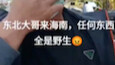 ผลไม้ป่า