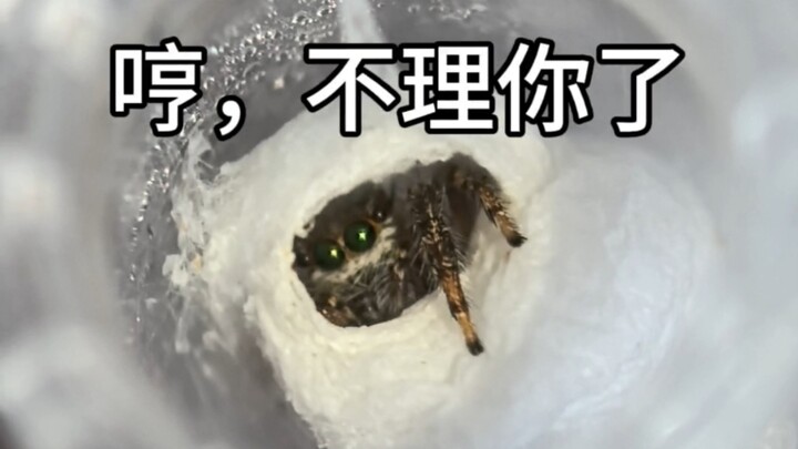 If looks could kill, I’d already have been assassinated by the jumping spider at home.