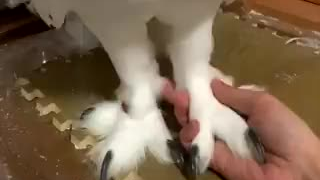 摸雪鸮的脚脚