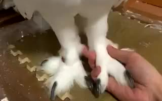 Touching the feet of a snowy owl