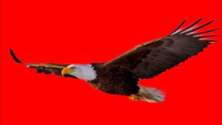 Keindahan Alam Bersama Burung Elang #Eagle