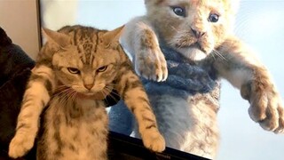 Try Not To Laugh - Funny Cats and Dogs Attack| MEOW