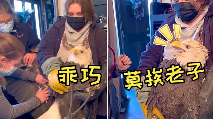 正在做体检的白头海雕，嘴上骂骂咧咧，身体却一动不动