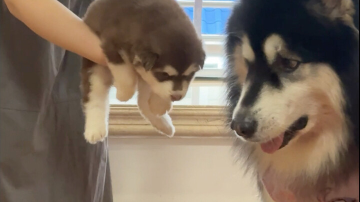 Một chú cún được chính bố đẻ của mình nuôi lớn sẽ như thế nào?