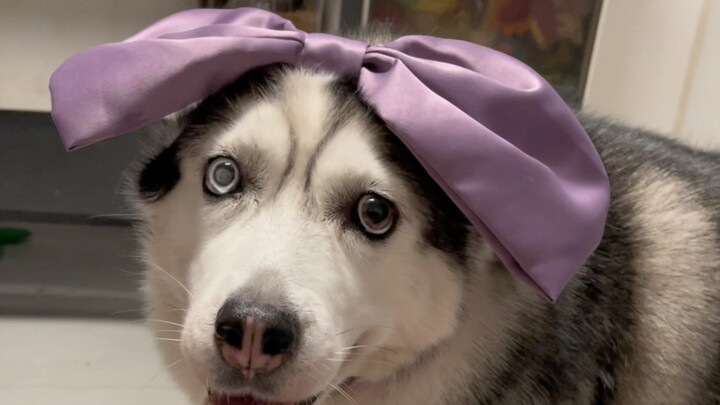 وما المشكلة في أن تكون سمينًا؟ الهاسكي نفسه ليس سمين الوجه!