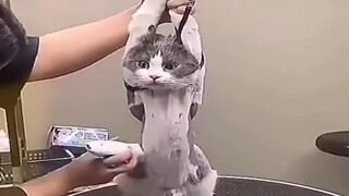 这样的小猫咪一定要严惩不贷！
