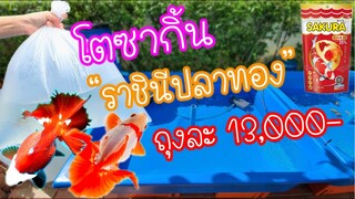 โตซากิ้นราชินีปลาทอง ถุงละ13000บาท Ep.130