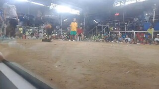 championship fight at Mr Nice guy arena🐓🐓