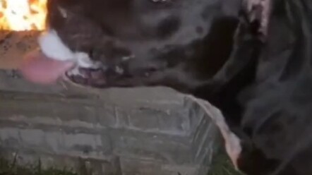 Dog: I can only say that eating shit is not as painful as eating this thing of yours# Dog# The joy o