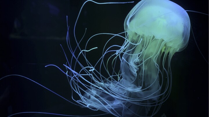 What’s it like to raise two types of mantis shrimp 24/7?