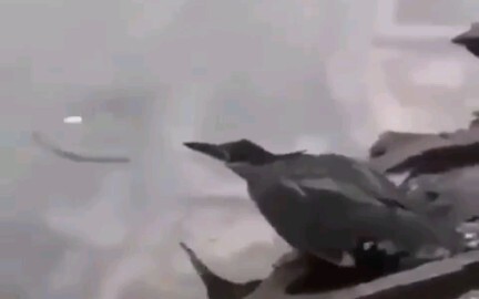 Ikan: Sial, kamu belajar dari siapa nih?