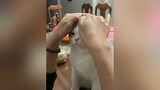 Meo méo meo mèo 😣🤣🤣chómèo chomeo trending meocute meo meow mèoo tiktok videomeo trend