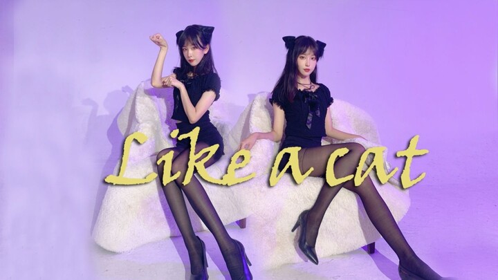 【4K竖屏】猫步