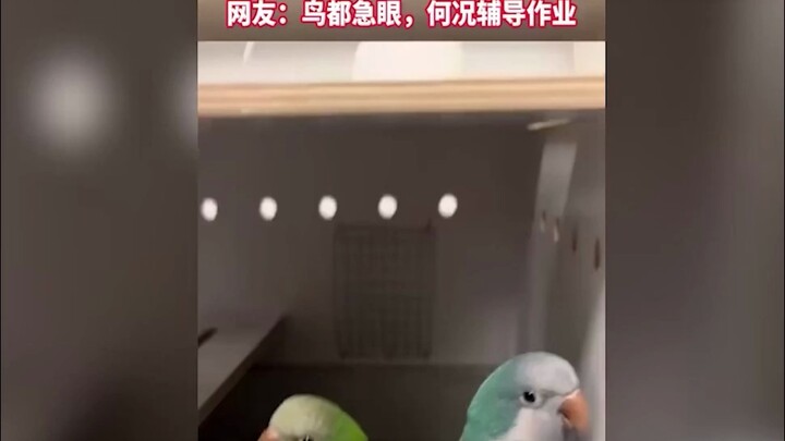 Một con vẹt liên tục dạy con khác nói tiếng người, sau khi kiên nhẫn chỉ bảo thì đâm ra bực bội đến 