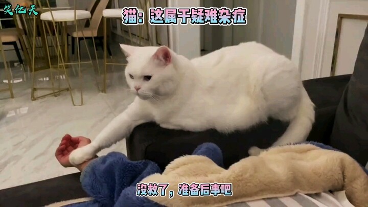 猫捉老鼠果然是纪录片