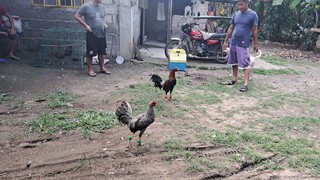 kanawayon bulik vs kapitbahay ni peter