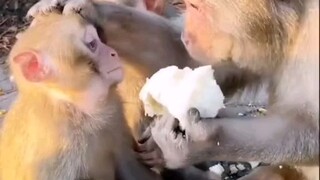 makan ......