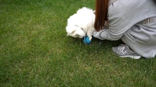 Đưa cún yêu lười nhất thế giới đi dạo ở nước ngoài _ Holly _ pomeranian _ 5