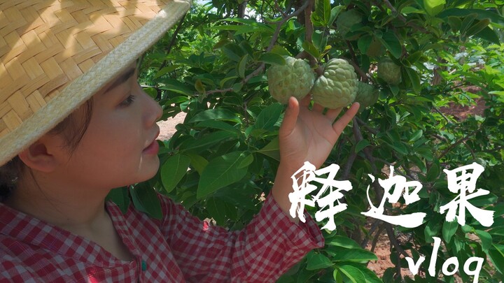 【วิดีโอบล็อกด้านตะวันตกของยูนนาน】วิดีโอบล็อกเทศกาลไหว้พระจันทร์ – ไปเก็บผลสละกับน้องชายกัน!