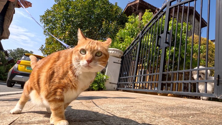 Ketemu anjing yang lagi jalan-jalan saat ngajak kucing jalan, siapa takut siapa?