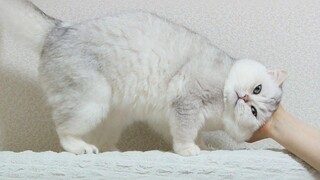 CAT ที่น่ารักที่สุดในโลก – ซิลเวอร์ชินชิลล่า JOY