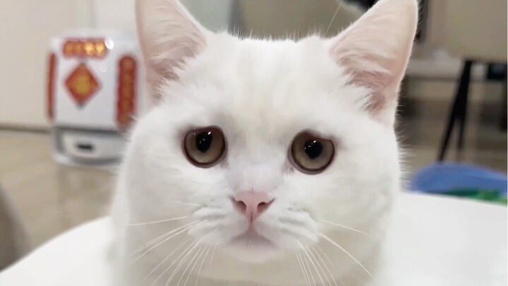 What does a cat's feet look like after being stung by a bee?