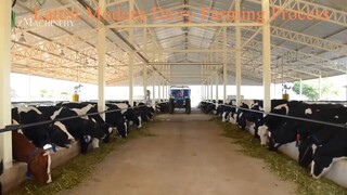 Latest Modern Dairy Farming Process, Milk Harvest