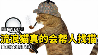 流浪猫真的可以帮人找猫？原理到底是什么