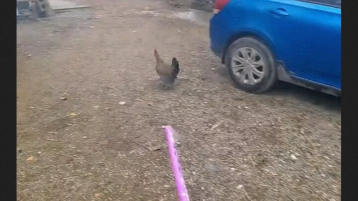 Can’t lay eggs for at least three days