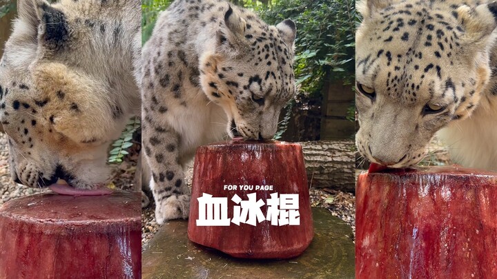 Menyiapkan beberapa “es loli darah” untuk si macan tutul demi mengusir panas 🌞