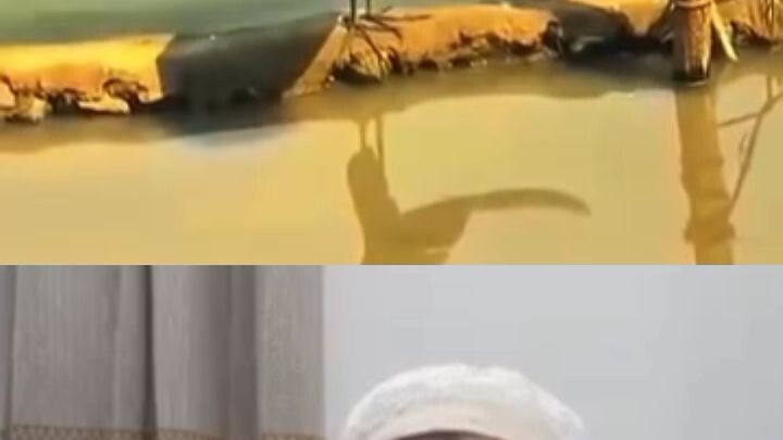 এই পাখির থেকে অনেক কিছু শিখার আছে