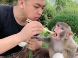 One bite for the monkey, one bite for you— the more you chew, the more fragrant it gets; the more yo