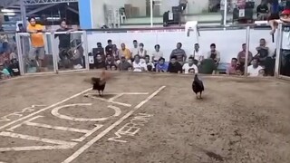 sunday fightss binabae