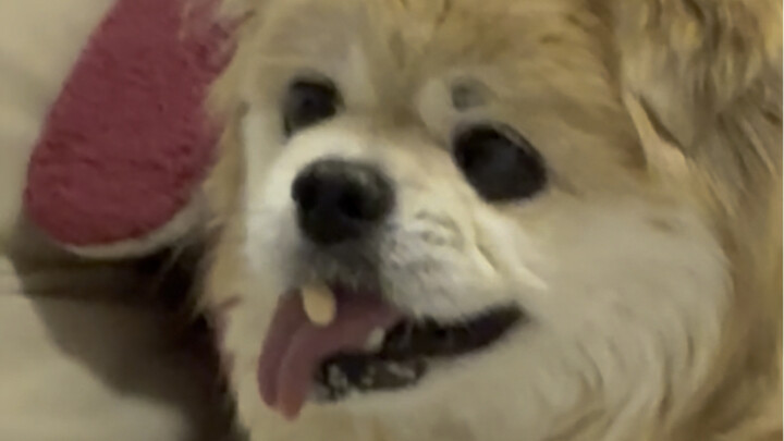 This yellow dog is 16 years old. Because he is too smart, he will take the college entrance examinat