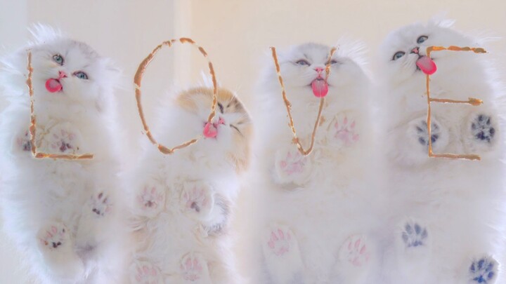 When Peeping Feels Pure and Refined: A Scientific Appreciation of Four-Color Paw Pads