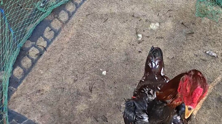 mulawin vs super typhon part 1
