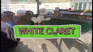 Sparring ng White Claret natin. Maganda Ang timing at dodge.