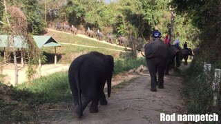 เก็บบรรยากาศงานวันช้างไทย 13 มีนาคม พ.ศ.2562 ครั้งที่20มาฝากครับ