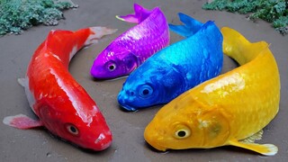 Stop Motion ASMR ikan koi warna warni Video lucu Berburu primitif belut, katak, gurita