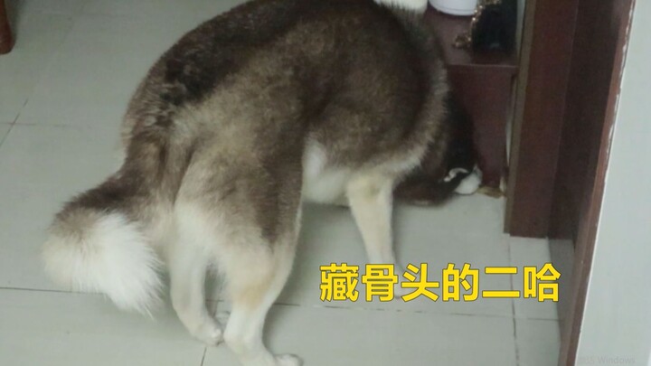 Apa yang akan terjadi jika kita langsung membongkar saat si anjing husky sedang menyembunyikan tulan